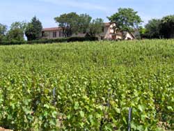 Domaine Vayssette and the Gamay vines