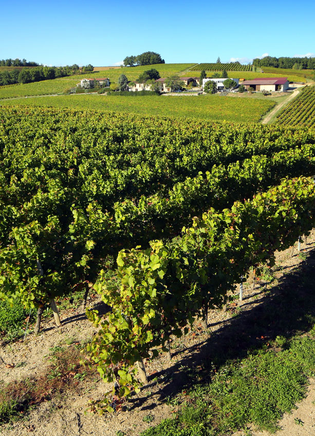 NOTRE DOMAINE : Découvrez un terroir et ses cépages d'exception