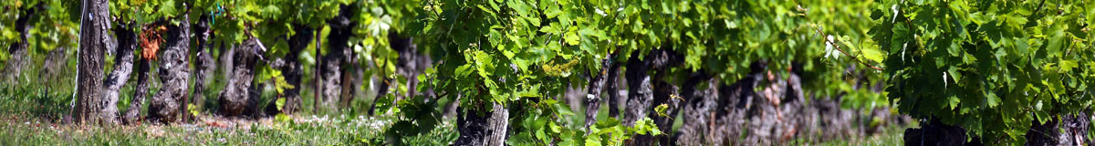 La culture raisonnée de la vigne