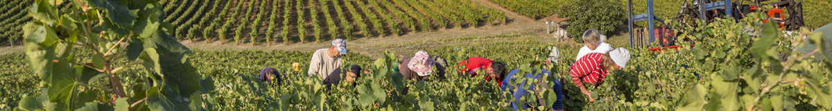 Harvesting at Domaine Vayssette