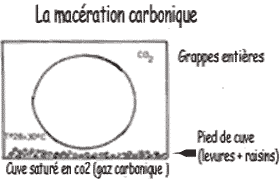 La macération carbonique du Gaillac Primeur