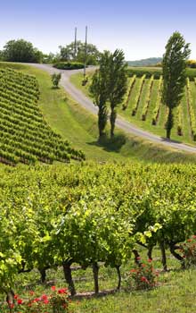 Le Domaine Vayssette aujourd'hui Le Domaine Vayssette aujourd'hui