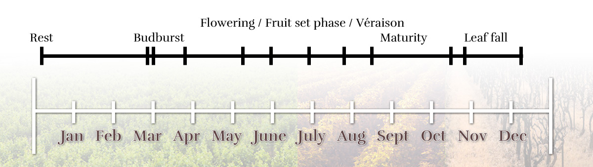 The vegetative cycle of the Gaillacoise vineyard, at Domaine Vayssette