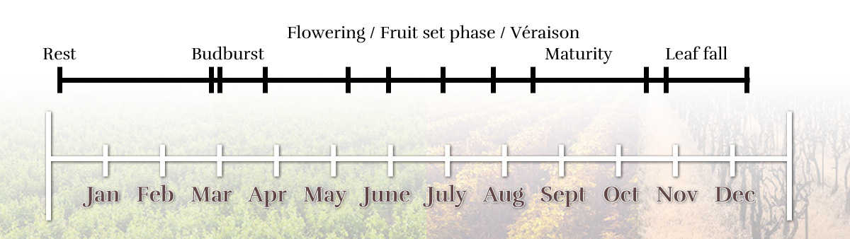 The vegetative cycle of the vines in Gaillacois, at Domaine Vayssette The vegetative cycle of the Gaillacoise vineyard, at Domaine Vayssette