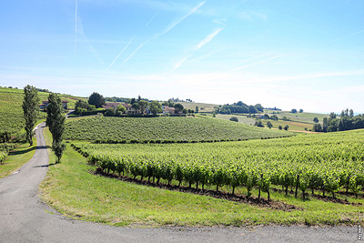 From the vine to the glass: Guided tour of the Domaine