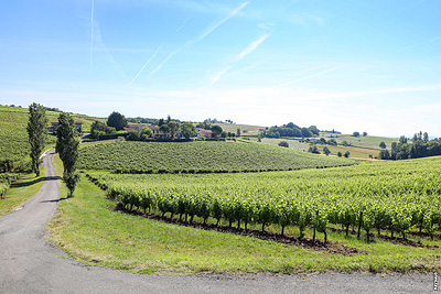 De la vigne au verre : Visite guidée du Domaine