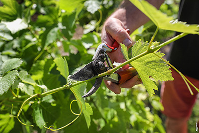 Pruner for a day