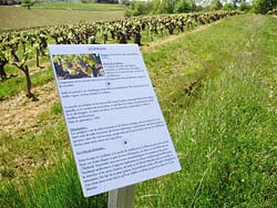 The "grape variety" signs, placed all along the route, will give you information on the grape varieties used at Domaine Vayssette.