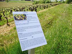 Les panneaux "cépages", disposés tout le long du parcours, vous donneront des informations sur les cépages utilisés au Domaine Vayssette. Les panneaux "cépages", disposés tout le long du parcours, vous donneront des informations sur les cépages utilisés au Domaine Vayssette.