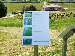 The "botanical" plates present the different plants existing in the vineyard with an audio commentary indicating their properties.