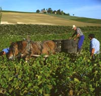 The harvest in the past in Gaillac