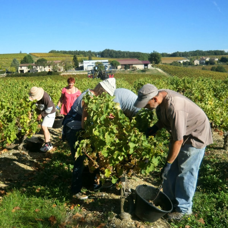 Harvesting our grapes