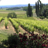 Les vignes du Domaine au printemps