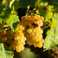 In the heart of the vines, discover the different grape varieties