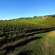 Discovery of the vineyard