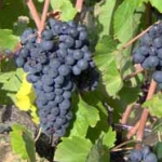 The grape ripening cycle The grape ripening cycle