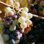 The late harvest cycle The late harvest cycle