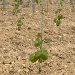 Young vine plant Young vine plant