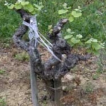 Leaves coming out on the vine Leaves coming out on the vine