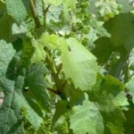 Bunching on the vine Bunching on the vine