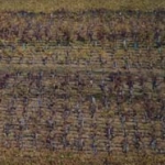 Leaf fall in autumn Leaf fall in autumn